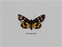 藏品(夜蛾647)的圖片